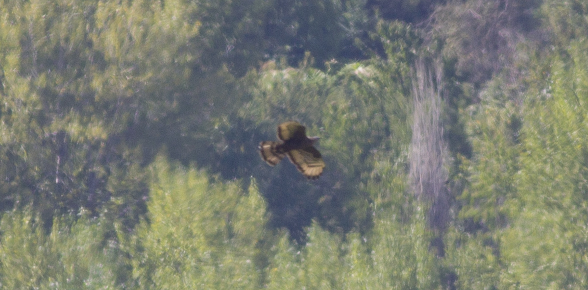 European Honey-buzzard